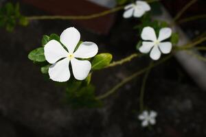 blanc roses de baybayon photo