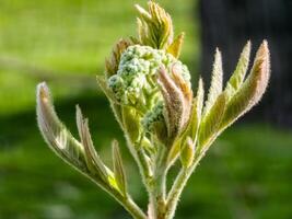 fleur bourgeons grappe de sorbier des oiseleurs arbre, sorbus aucupaire. le branche avec Jeune vert feuilles et fleur bourgeons dans de bonne heure printemps photo