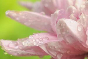 une laissez tomber de rosée sur le Haut de une chrysanthème fleur photo