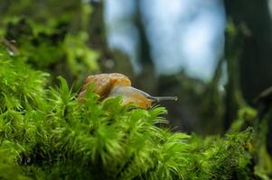 petit respiration aérienne terre escargot succinée putris photo