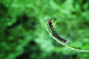 chenille dudusa nobilis papillon de nuit photo