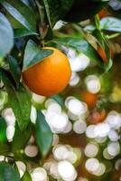 vue sur une branche avec brillant Orange mandarines sur une arbre. photo