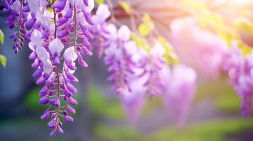 glycine fleurir, printemps photo