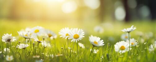 printemps bannière de blanc marguerites florissant dans luxuriant vert herbe avec lumière du soleil photo