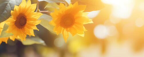 brillant tournesol bannière avec d'or pétales dans ensoleillé été lueur photo