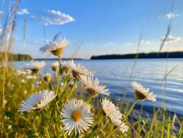 blanc marguerites contre une tranquille Lac pendant une serein été le coucher du soleil photo