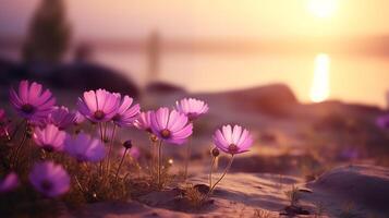 sauvage violet marguerites se délecter dans le doux le coucher du soleil lumière sur une côtier paysage photo