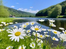 sauvage marguerites florissant par une Montagne Lac pendant une été journée photo