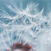 magnifique pissenlit fleur la graine dans printemps, bleu Contexte photo