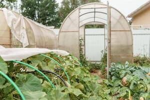 grand serres pour croissance fait maison des légumes. le concept de jardinage et la vie dans le pays. photo