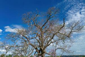 arbre de soie photo