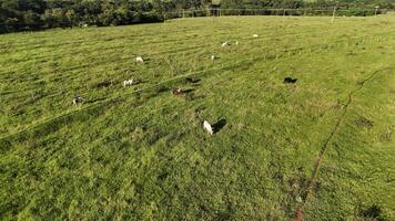 bétail vaches pâturage dans une champ dans le en retard après midi photo