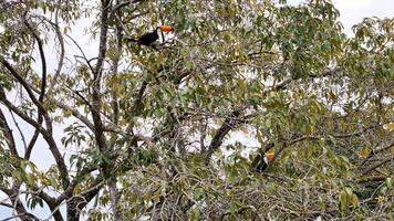 adulte toco toucans photo