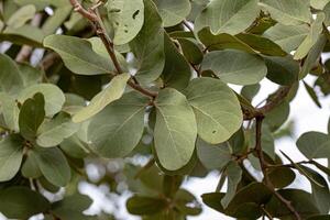 orteil puant arbre feuilles photo