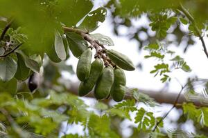 arbre puant avec des fruits photo