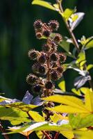 plante de ricin vert photo