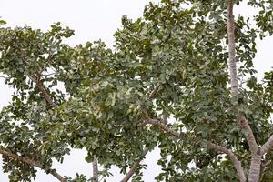 arbre puant avec des fruits photo
