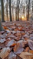 glacial Matin feuilles tapis photo