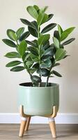 luxuriant caoutchouc plante dans céramique pot photo