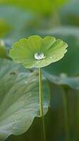 rosée sur lotus feuille photo