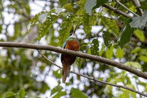 animal à queue rousse jacamar oiseau photo