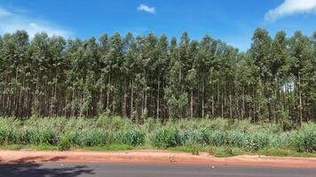 cultivation de eucalyptus des arbres photo