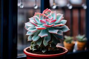 succulent echeveria dans une pot sur une fenêtre sur une nuageux journée. proche en haut photo