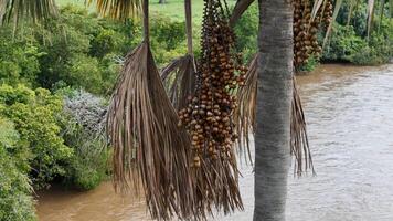 des fruits de le buriti paume arbre photo