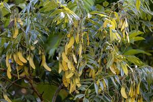 machaeriums plante des graines photo