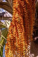 Masculin fleurs de le buriti paume arbre photo