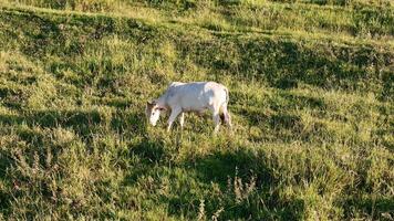 bétail vaches pâturage dans une champ dans le en retard après midi photo