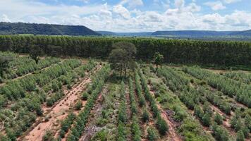 cultivation de eucalyptus des arbres photo