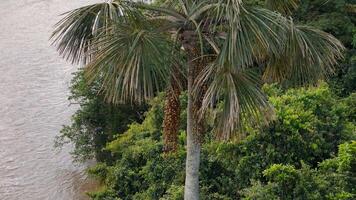 des fruits de le buriti paume arbre photo