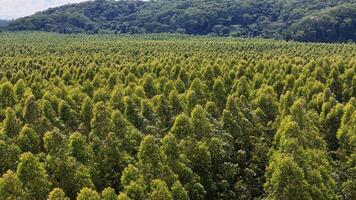 cultivation de eucalyptus des arbres photo