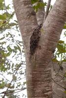 orteil puant arbre tronc photo