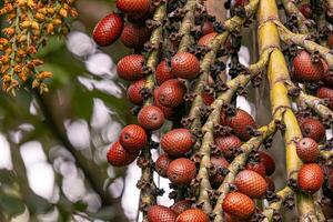 des fruits de le buriti paume arbre photo