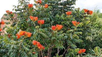 africain tulipe arbre fleurs photo