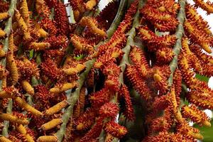 fleurs de le buriti paume arbre photo