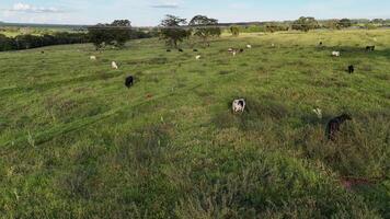 bétail vaches pâturage dans une champ dans le en retard après midi photo