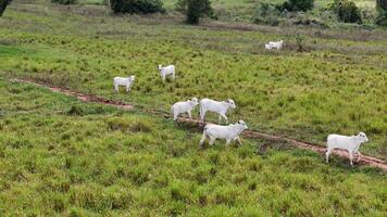champ pâturage zone avec blanc vaches pâturage photo