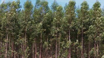 cultivation de eucalyptus des arbres photo