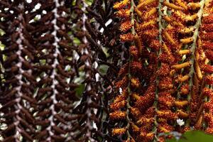 fleurs de le buriti paume arbre photo