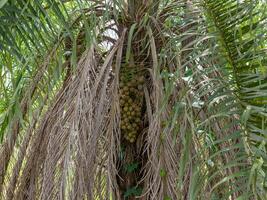 ara paume des fruits photo