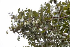 arbre puant avec des fruits photo