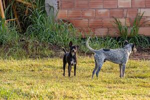 chiens animaux en jouant dans le champ photo