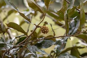 petit sauvage fruit plante photo