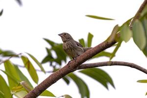 femelle adulte bleu noir herbe oiseau photo