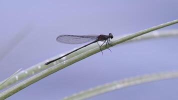 demoiselle adulte à larges ailes photo