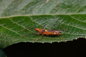 insecte assassin adulte photo