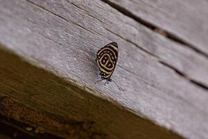 commencer quatre-vingts huit papillon photo